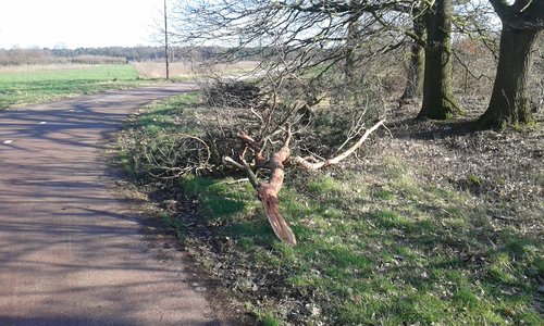 De Greenport bikeway daar zijn door de storm toen heel veel bomen gesneuveld.