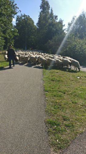 Schapen1.jpeg